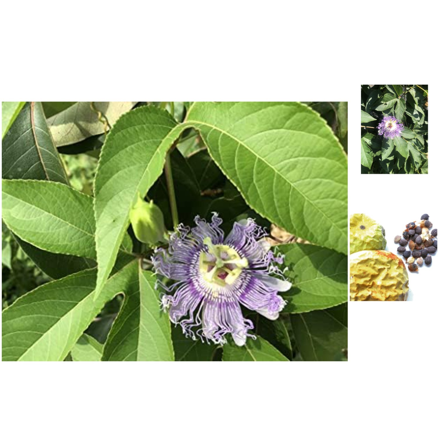 Vibrant Passion Flower Seeds – Organic 30 Count for Pollinator-Friendly Gardens