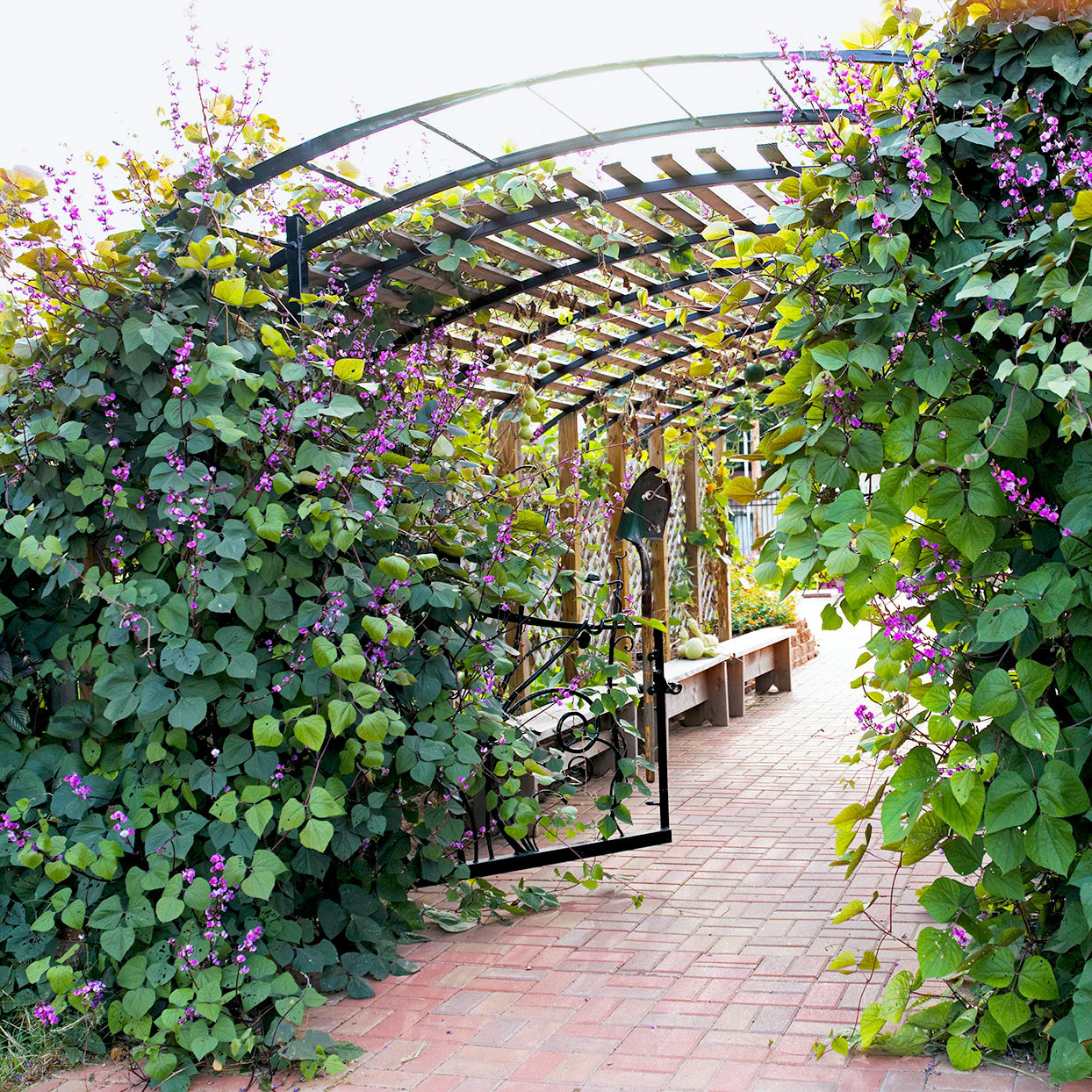 Purple Moon Hyacinth Bean Seeds (Pole) | Lablab Purpureus Dolichos Tonga 2024