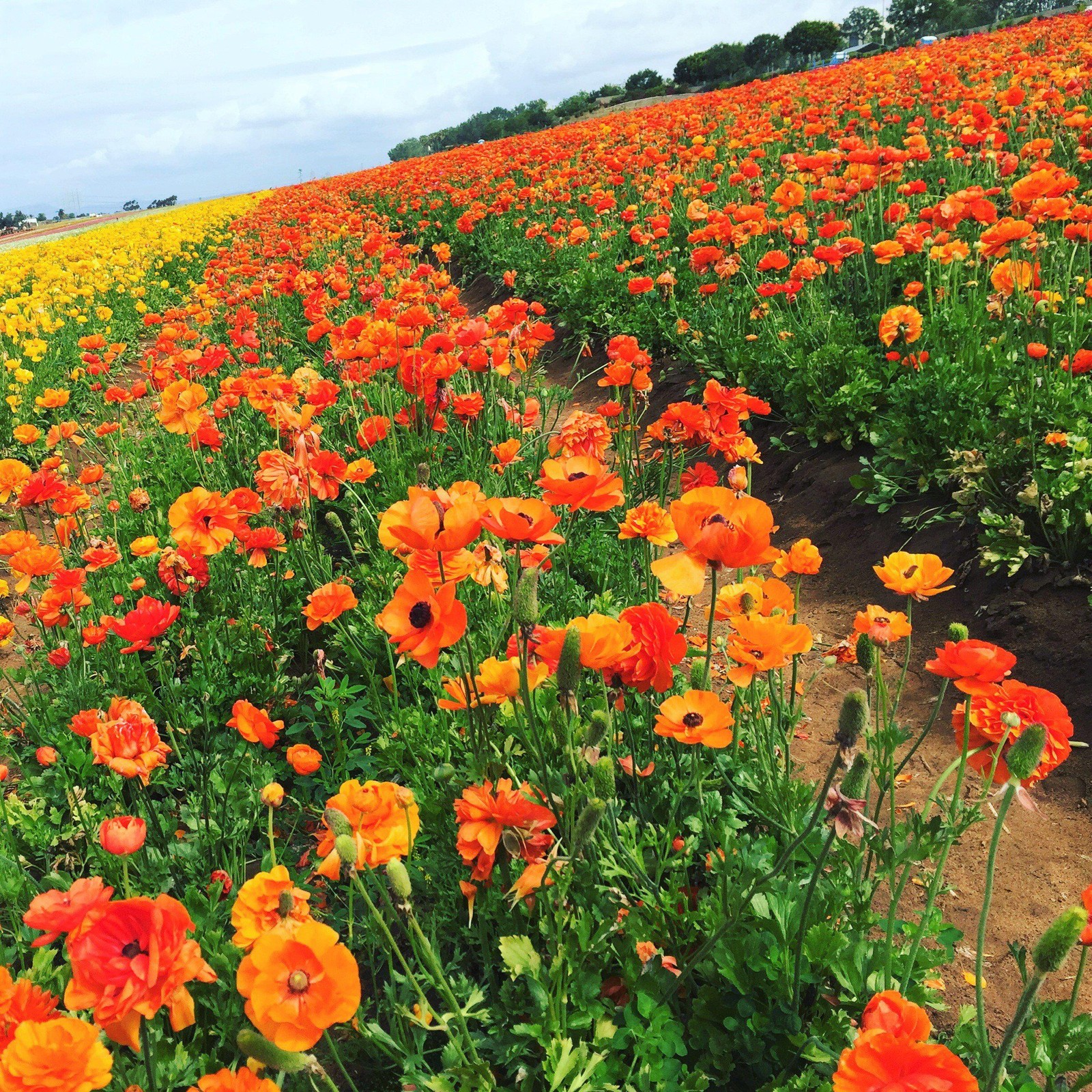 Easy to Grow Ranunculus Buttercup Sunset 10 Plant Bulbs, Spring Flowers