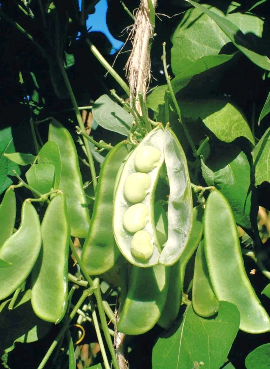 King of The Garden Pole Lima Bean Seeds | Giant Heirloom Limas Beans Seed 2025