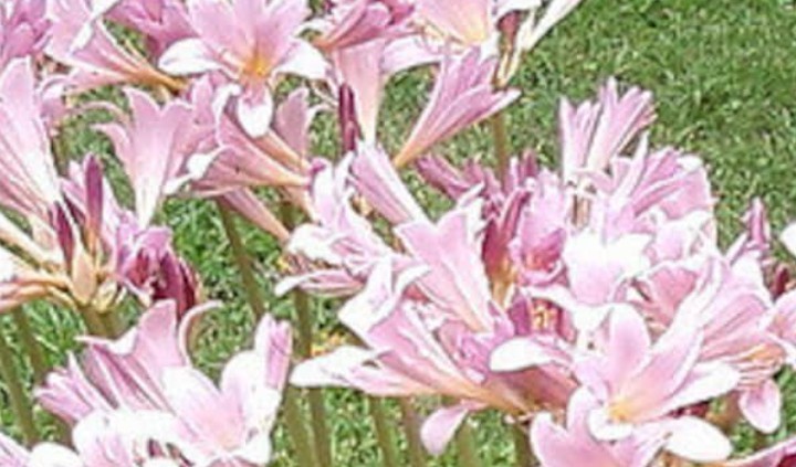3 Lycoris Squamigera Bulbs (Surprise Lily / Naked Lady) FREE SHIPPING