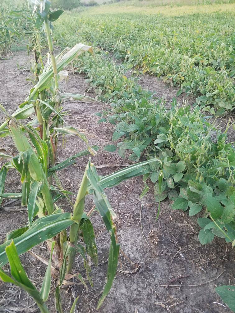 Roundup Ready Field Corn 98 day RM Wildlife Food Plots 5 lb