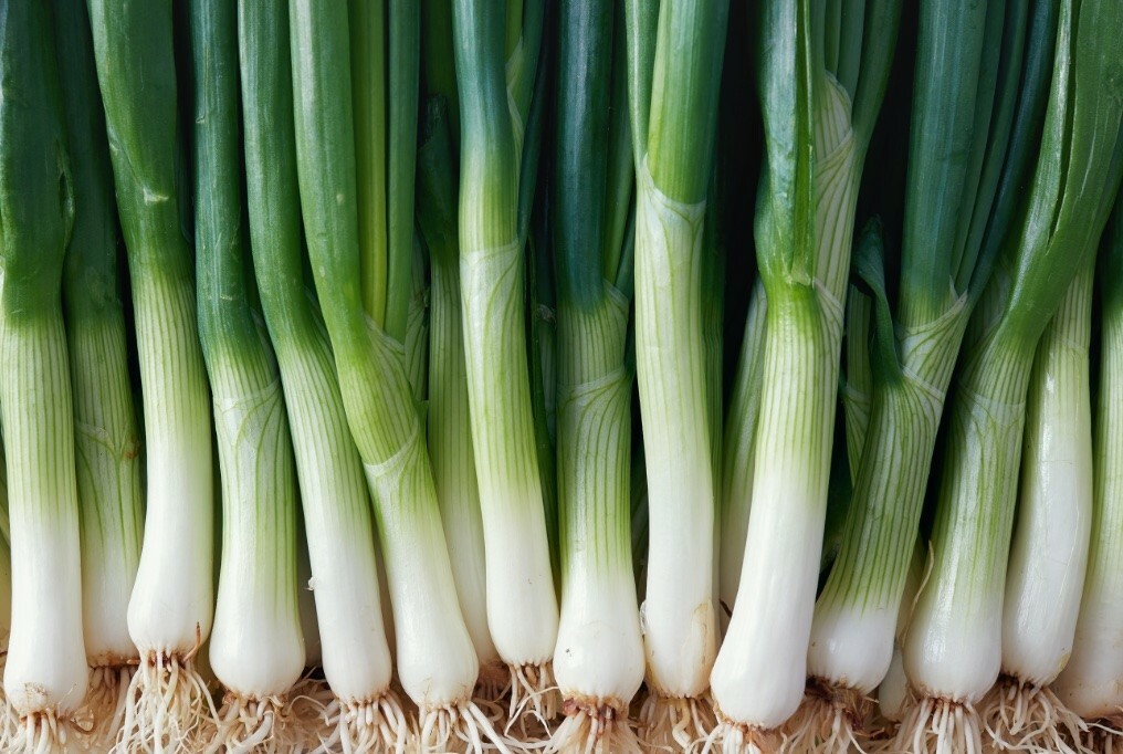 200 AMERICAN FLAG LEEK SEEDS ~ 2026 ~ heirloomseedguy ~ USA