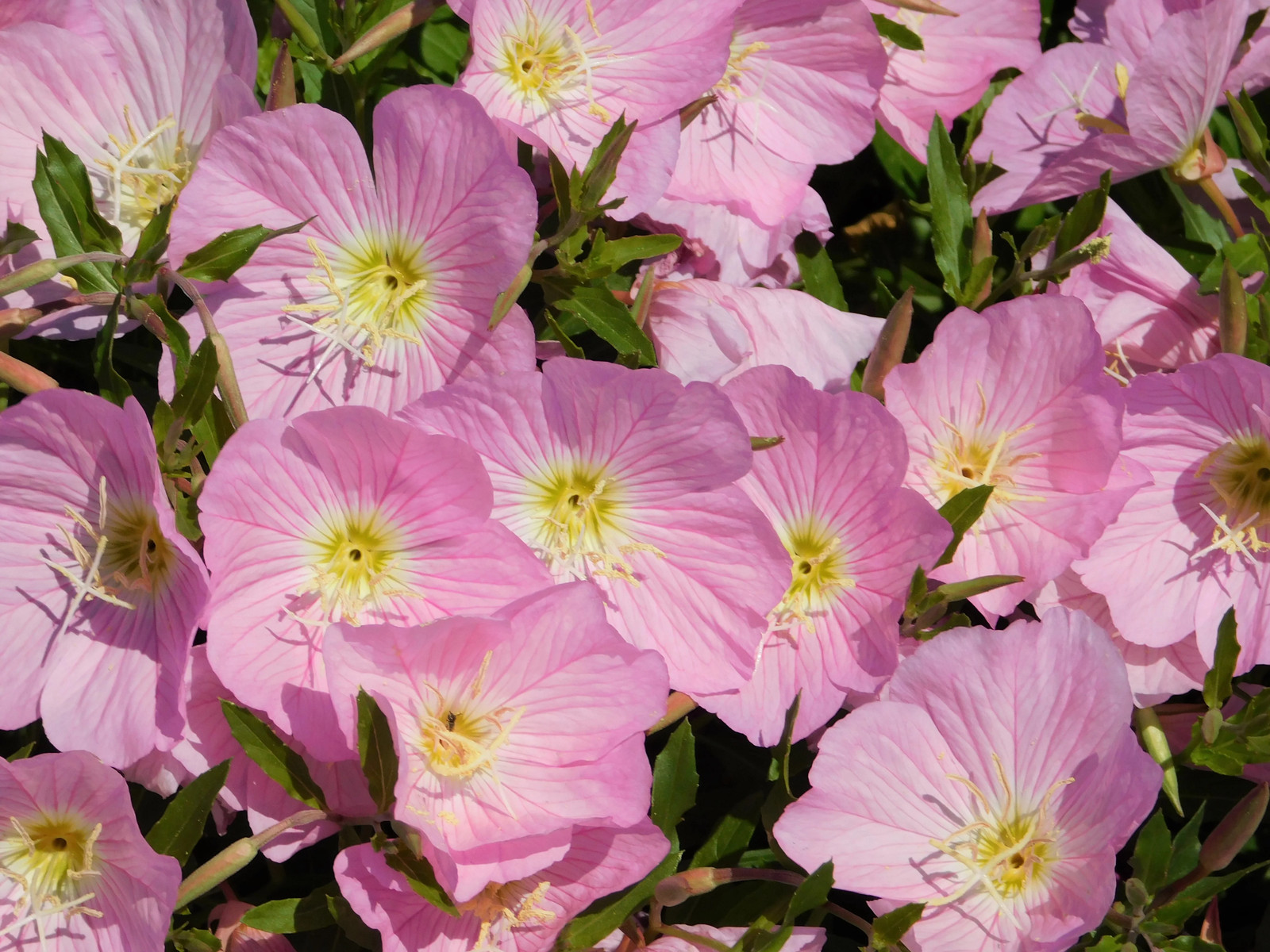 1000 Showy PINK EVENING PRIMROSE Pink Ladies Oenothera Speciosa Flower Seeds