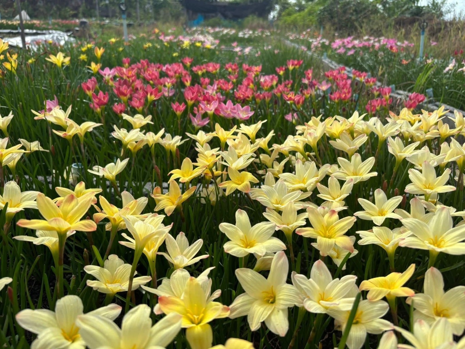 20 New! Mixed rainlily White,Pink and other surprise color (Zyranthes)