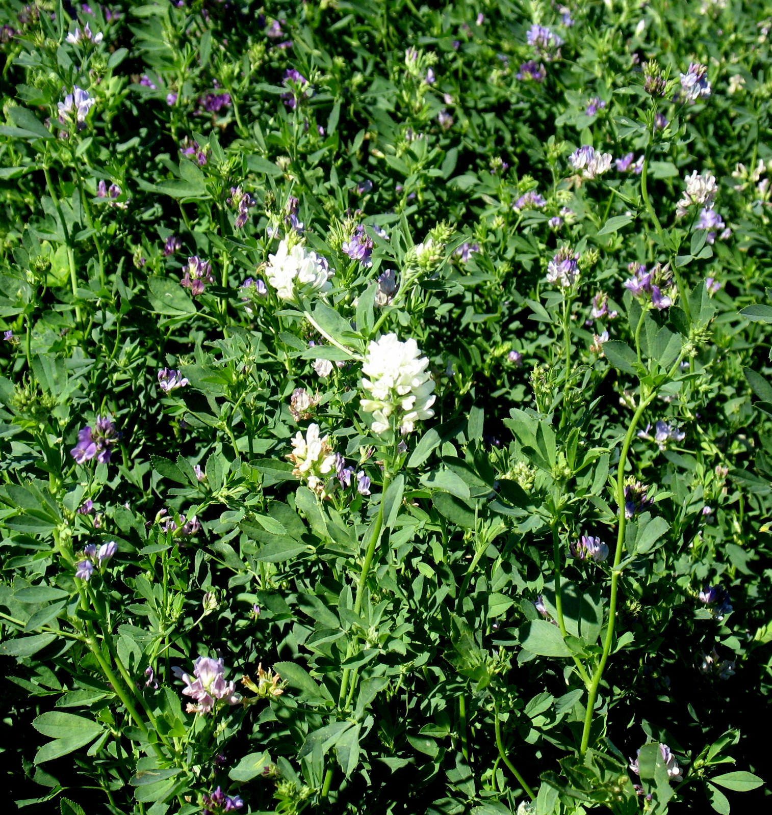 Alfalfa Cover Crop Seeds 1000+ Seeds NON-GMO BUY 4 GET FREE SHIPPING