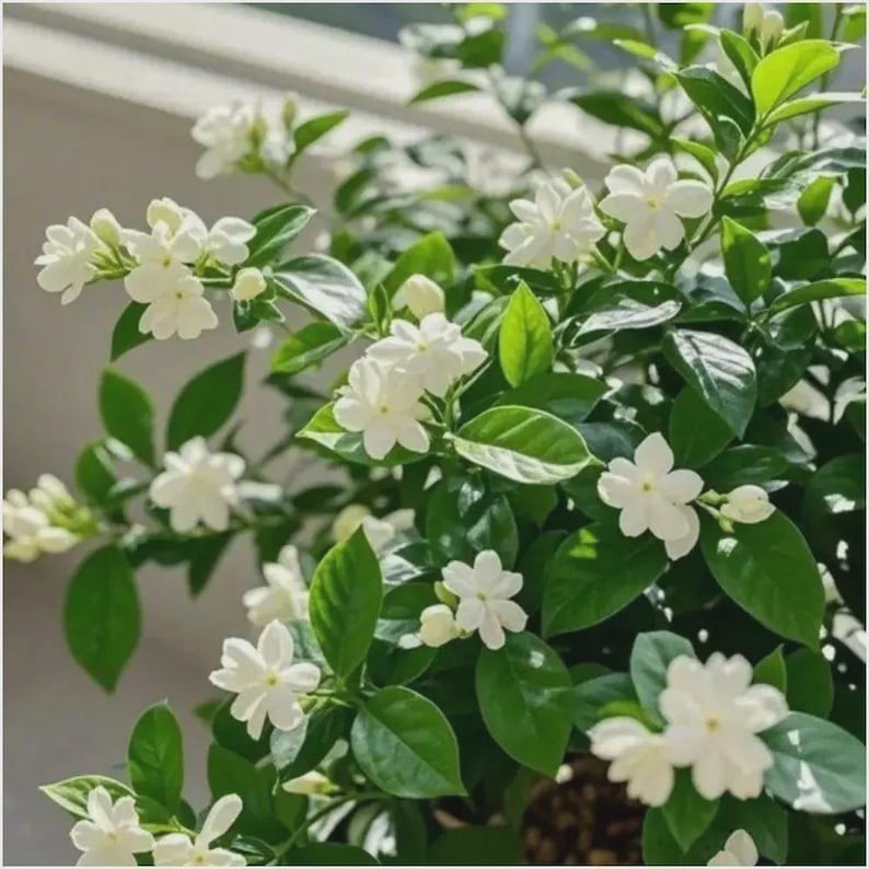 Weeping Jasmine Climbing Seeds 100+ – Garden Balcony Flower Vine