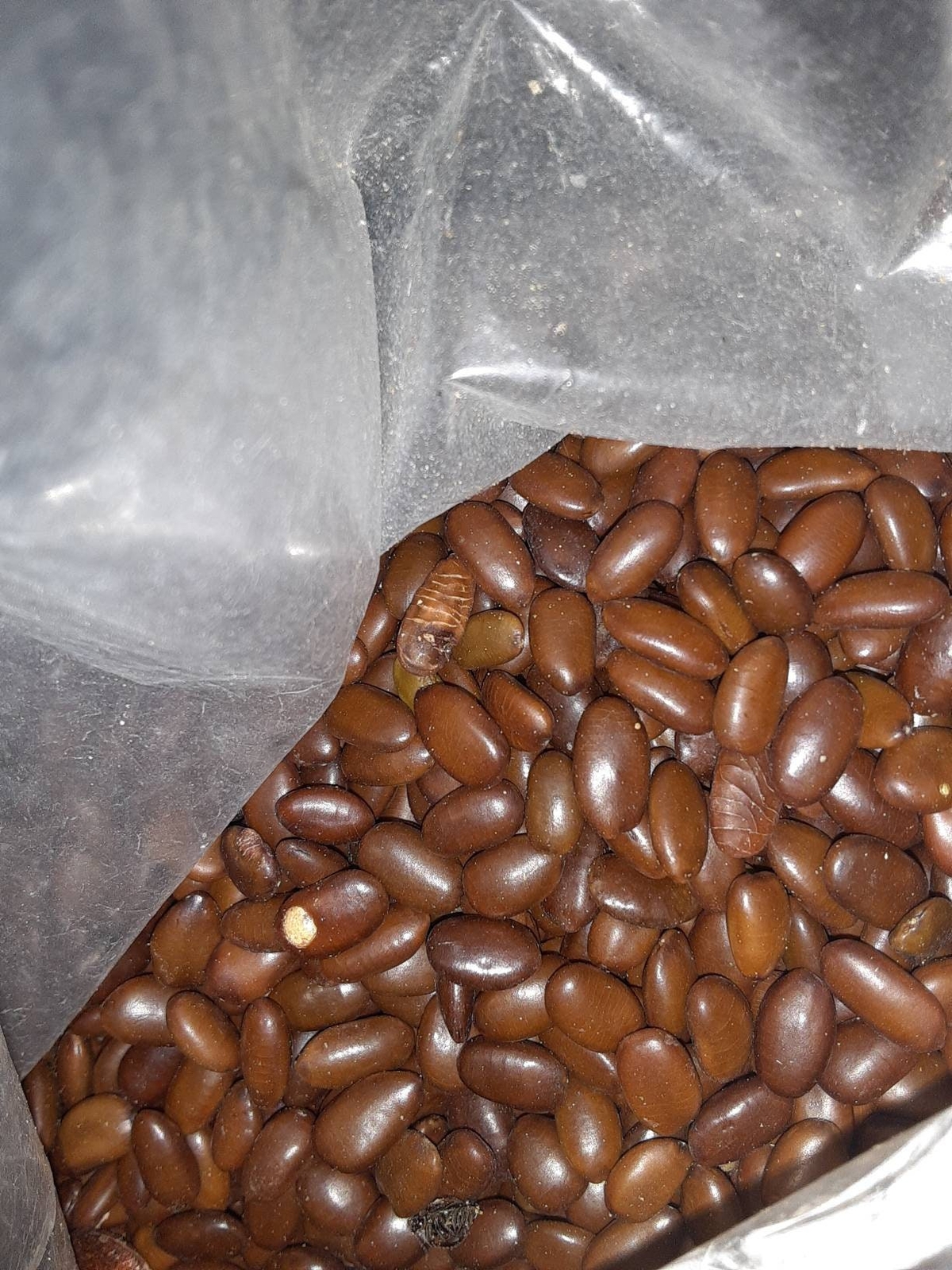 Common Honey Locust Tree Seeds (Variety With Thorns) (Gleditsia Tricanthos)