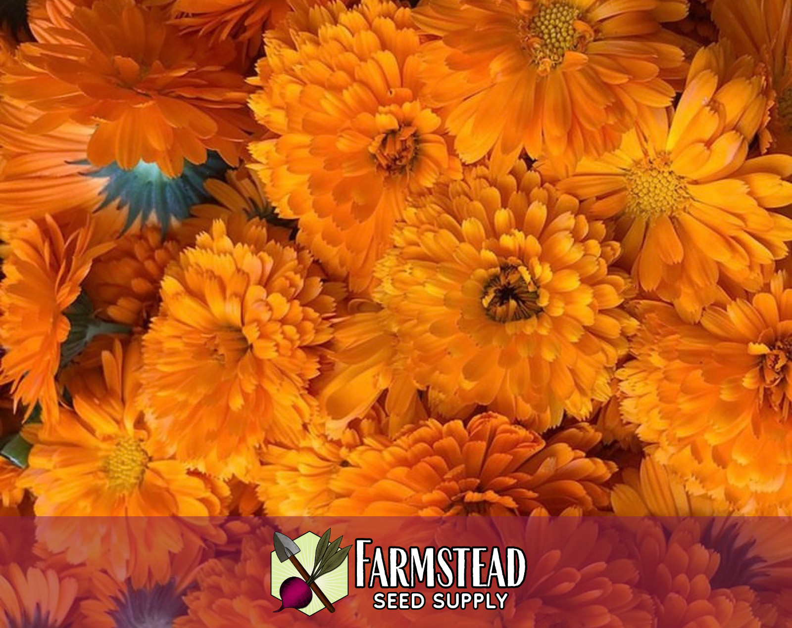 150+ Orange Calendula Seeds, Flower Gardening Plant Seed Packet, Non-GMO, USA
