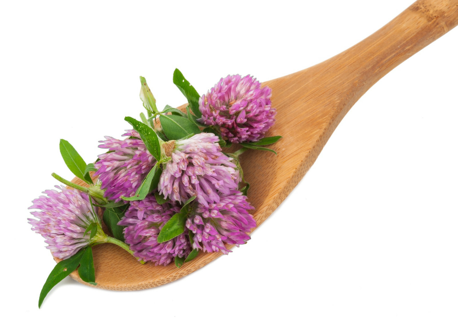 3,500+ MEDICINAL SEEDS: Alsike Pink Clover Herb Flower EASY, BULK, FREE SHIPPING