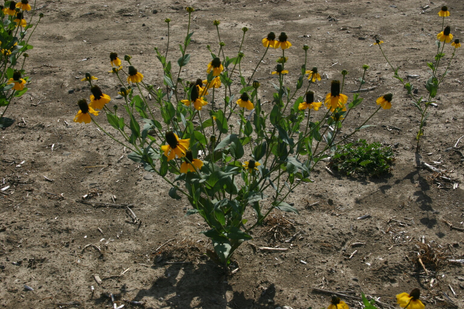 1001+CLASPING Yellow CONEFLOWER Seeds Native Wildflower Pollinators Cut Flowers