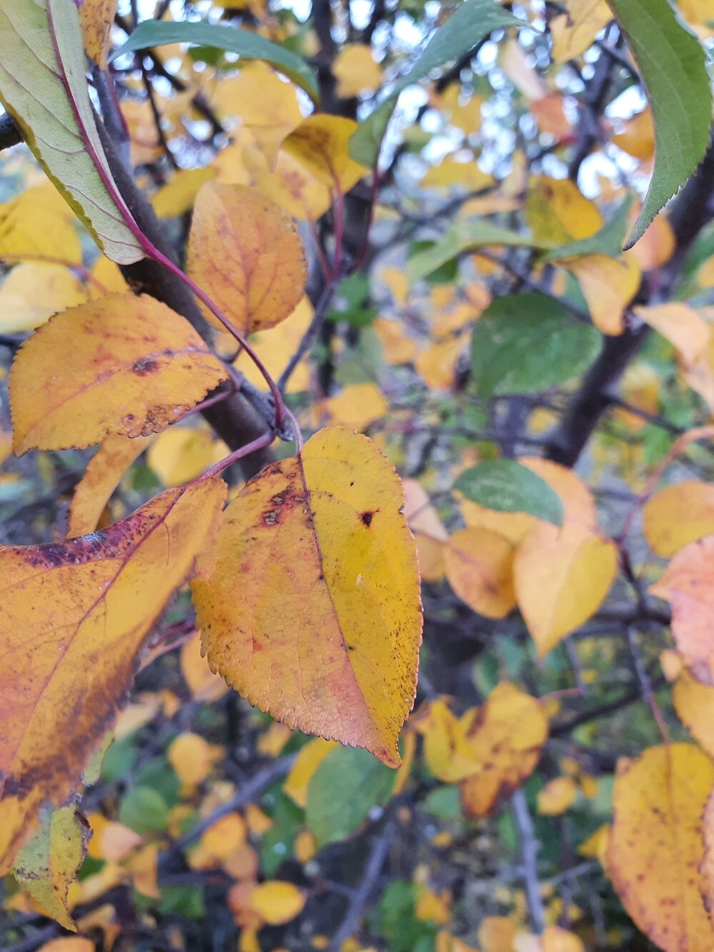 French Wild Apple Tree | Premium Seeds | Malus sylvestris ‘Spring’ | Plants’®