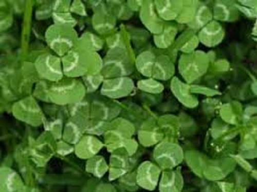5 LBS WHITE DUTCH CLOVER SEED FOR LAWNS & GROUND COVER 800,000 SEEDS PER LB