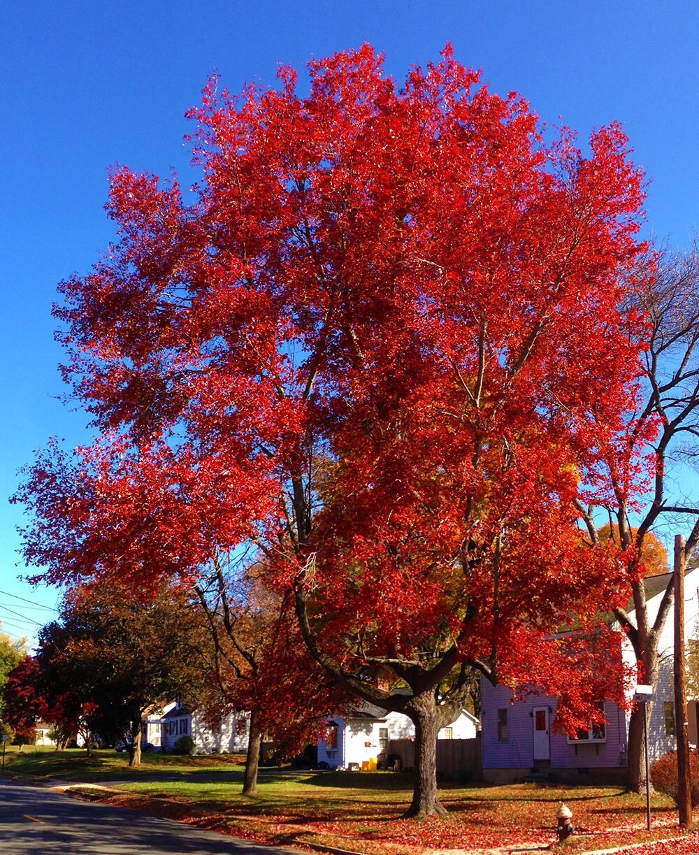 Southern Red Maple Tree | Premium Seeds | Acer rubrum ‘Summer’ | Plants’®