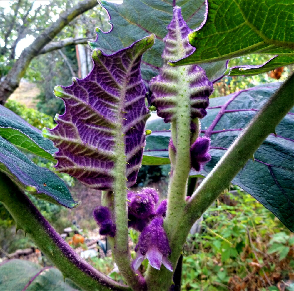 Naranjilla Orange Tree Seeds Solanum quitoense “Lulo Quito” Garden Fruit Plant