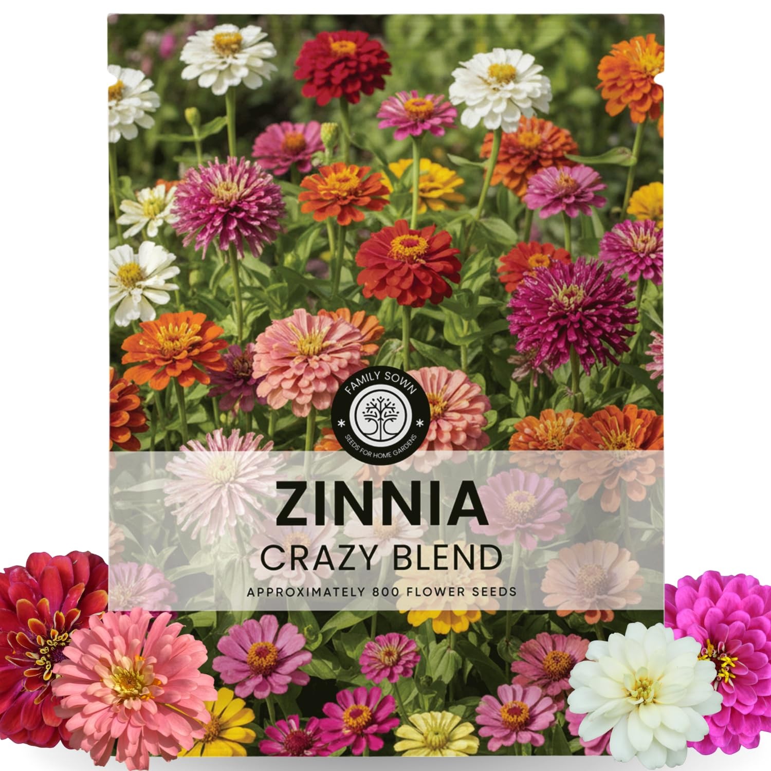 Zinnia Crazy Blend – 800 Seeds for Planting – 5 Gram Pouch
