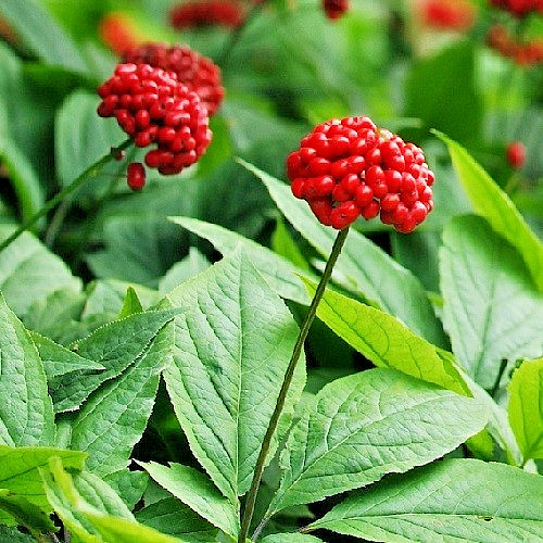 American Ginseng Seeds (Panax quinquefolius) – Fresh Stratified & Ready to Plant