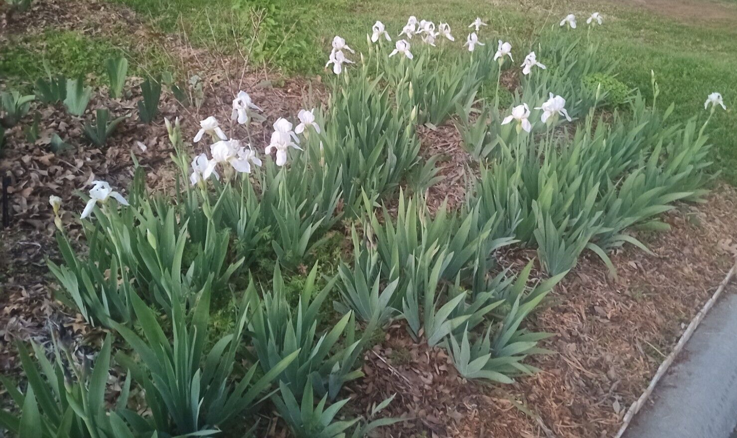 (10) WHITE TALL BEARDED IRIS RHIZOME LIVE ROOT GARDEN PLANTS LOVE SPRING FLOWERS