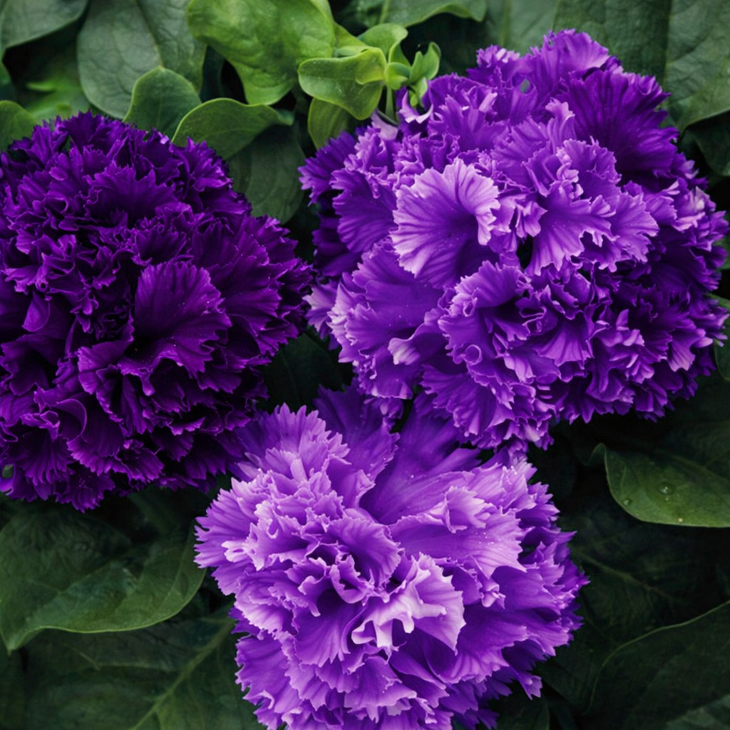 100 Carnation Seeds Dianthus Flowers Seed Flower Perennial “Purple Mix”