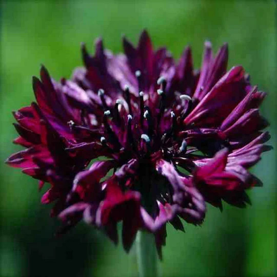 Black Ball Purple Bachelor Button Cornflower 150 Seeds. Free Shipping!