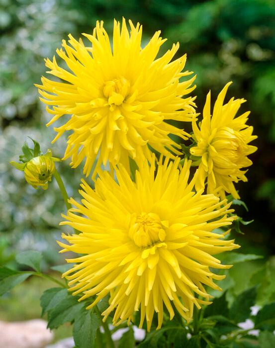 1- Kennemerland Cactus Dahlia Flower Bulb Tuber