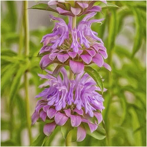 3 – Lemon Mint Seeds For Planting (Monarda citriodora) 500 Seeds Per Packet