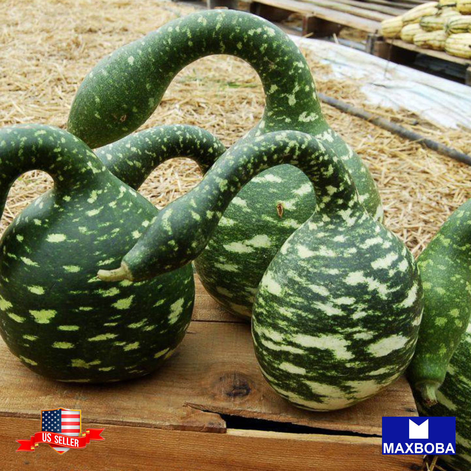 Fresh!!Gourd Seeds – Speckled Swan Non-GMO Heirloom Vegetable Garden