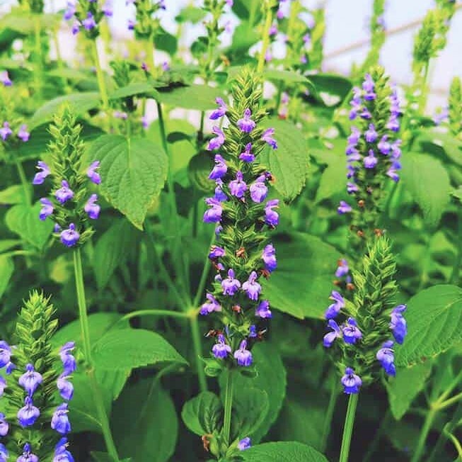 Chia Seeds |For Planting Salvia Hispanica Black Eating Purple Flowers Herb Seeds