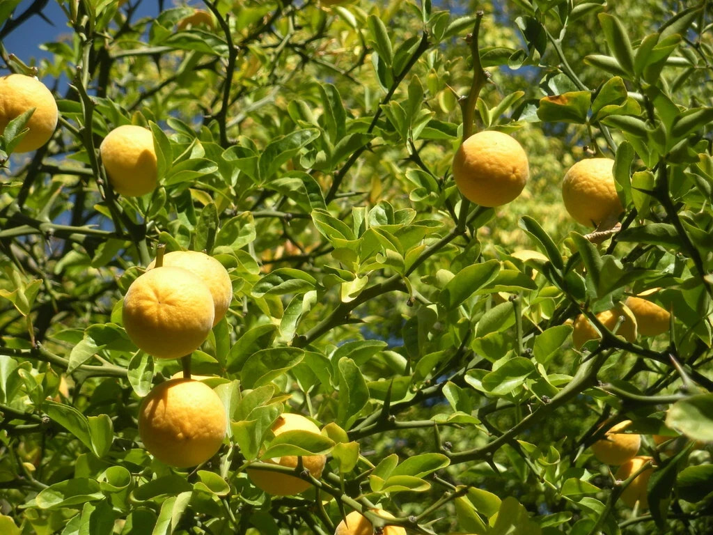 10+ Seeds Hardy Orange, Trifoliate Orange (Poncirus trifoliata) Hardy to Zone 5