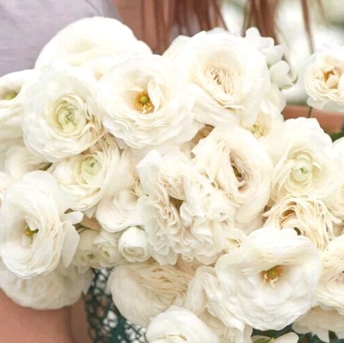 Ranunculus White 10 Bulbs Peony Rose Flowers Buttercup Florist Garden Bouquet