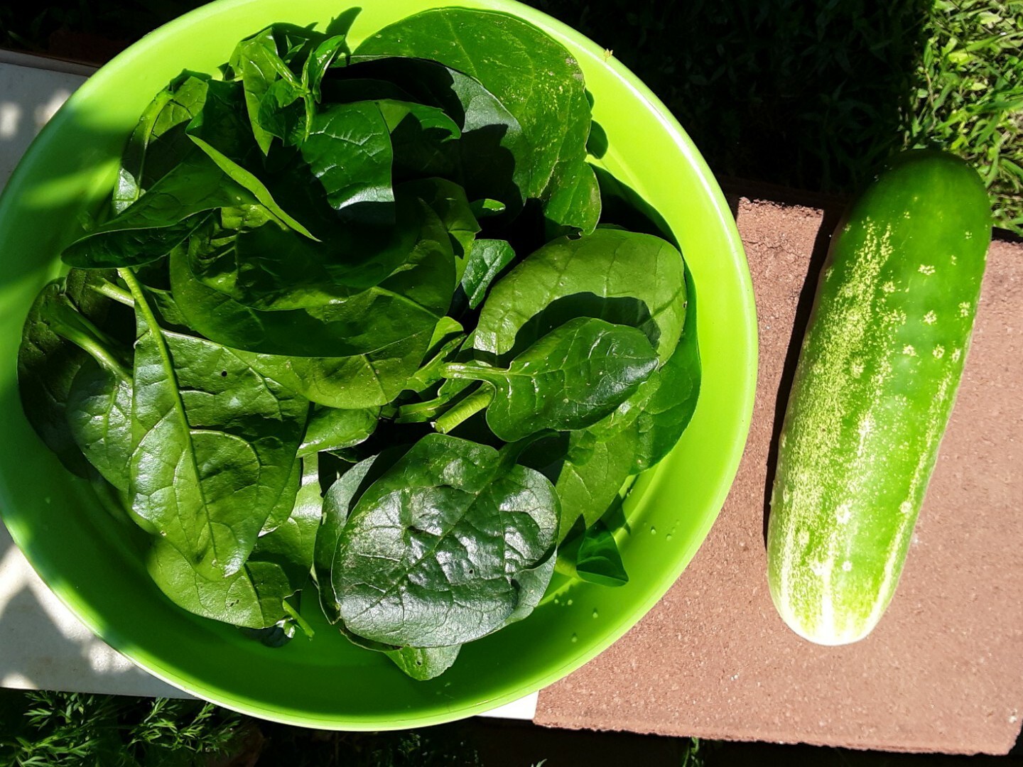 25+Green Malabar Spinach seeds(Asian spinach, MongToi Mu er cai ,Vine Spinach).