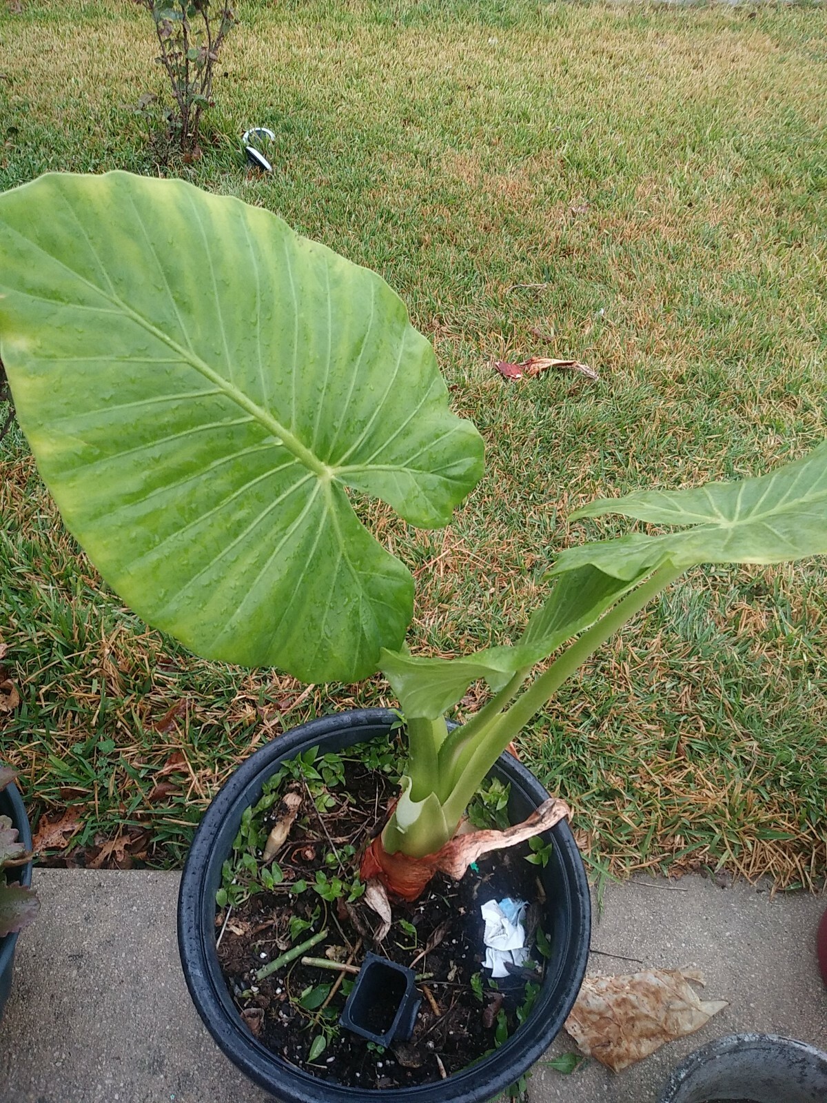Taro Elephant Ear plants 4 feet tall