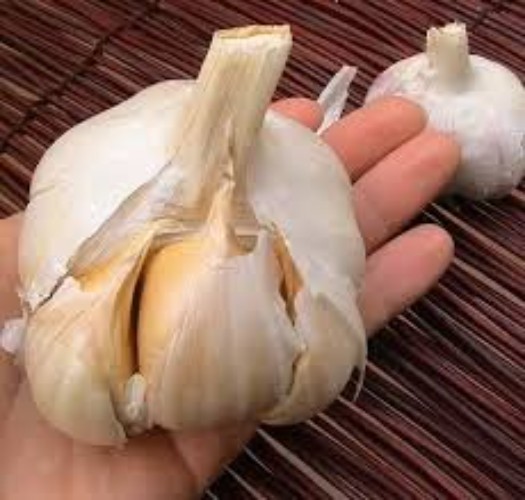 Elephant Garlic Bulbs for Fall Planting in Size 3 Ounces and Color Natural wi…