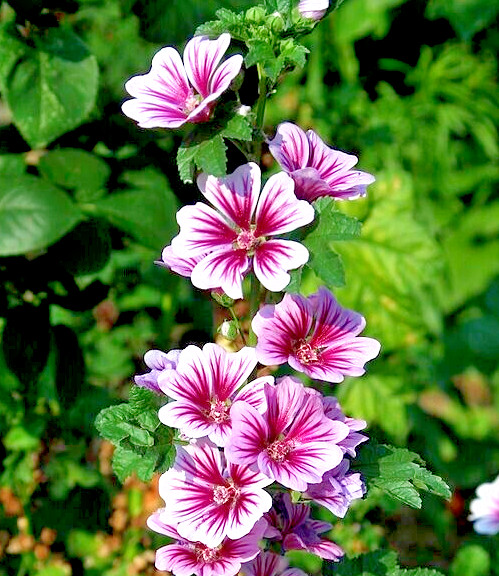 ZEBRA MALLOW 100 SEEDS, WHITE, ZEBRA STRIPED FLOWERS, HARDY, MALVA SYLVESTRIS