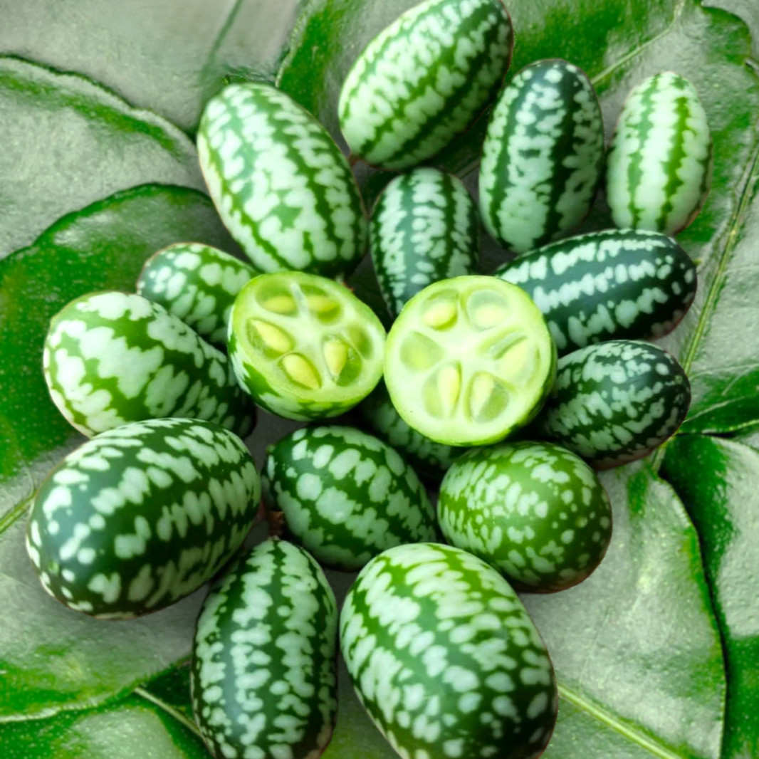 Cucamelon Seeds | Mexican Sour Gherkin Mouse Melon Pepquino Cucumber Seed 2025