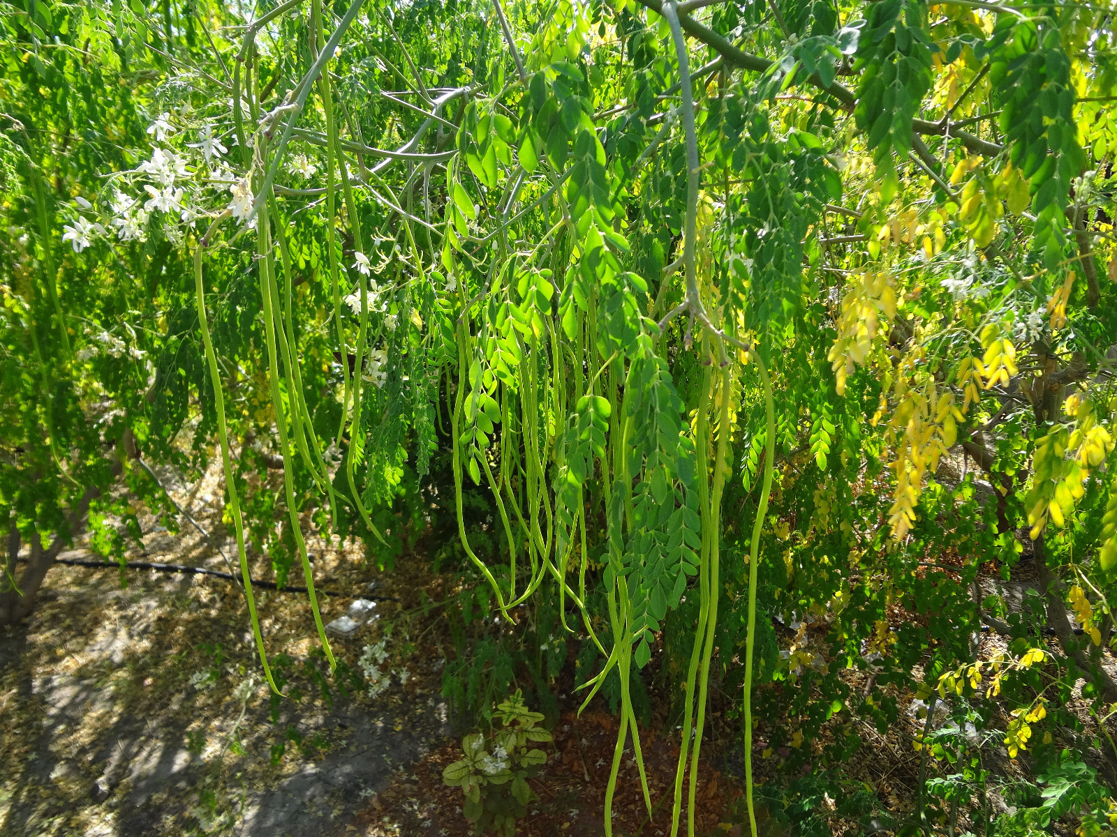 MORINGA Oleifera STX-2 EXTREMELY PRODUCTIVE Best Variety Organically Grown SEEDS