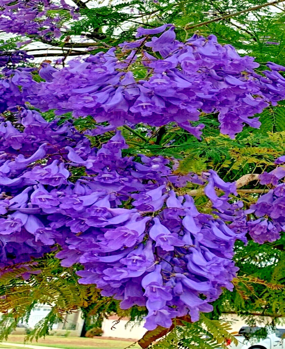 Jacaranda Fern Tree Seeds (Mimosifolia acutifolia) Tropical Blue Flowers Plant