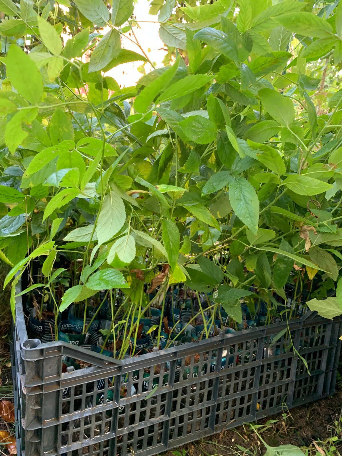 White Blackberry Rubus ‘Snowbank’, 10-15” tall