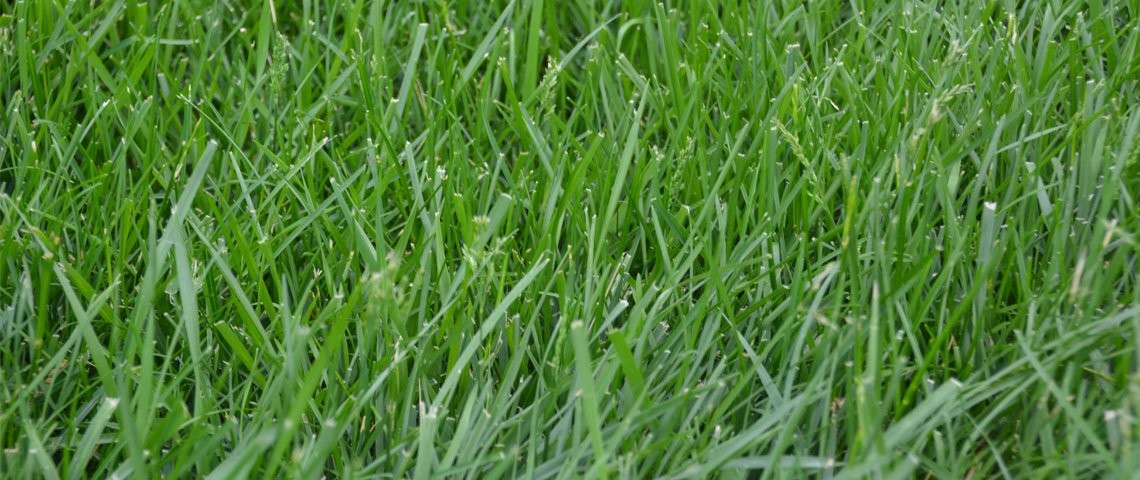 Kentucky 31 K31 Tall Fescue Grass Seed by Eretz Choose Size State Certified,…