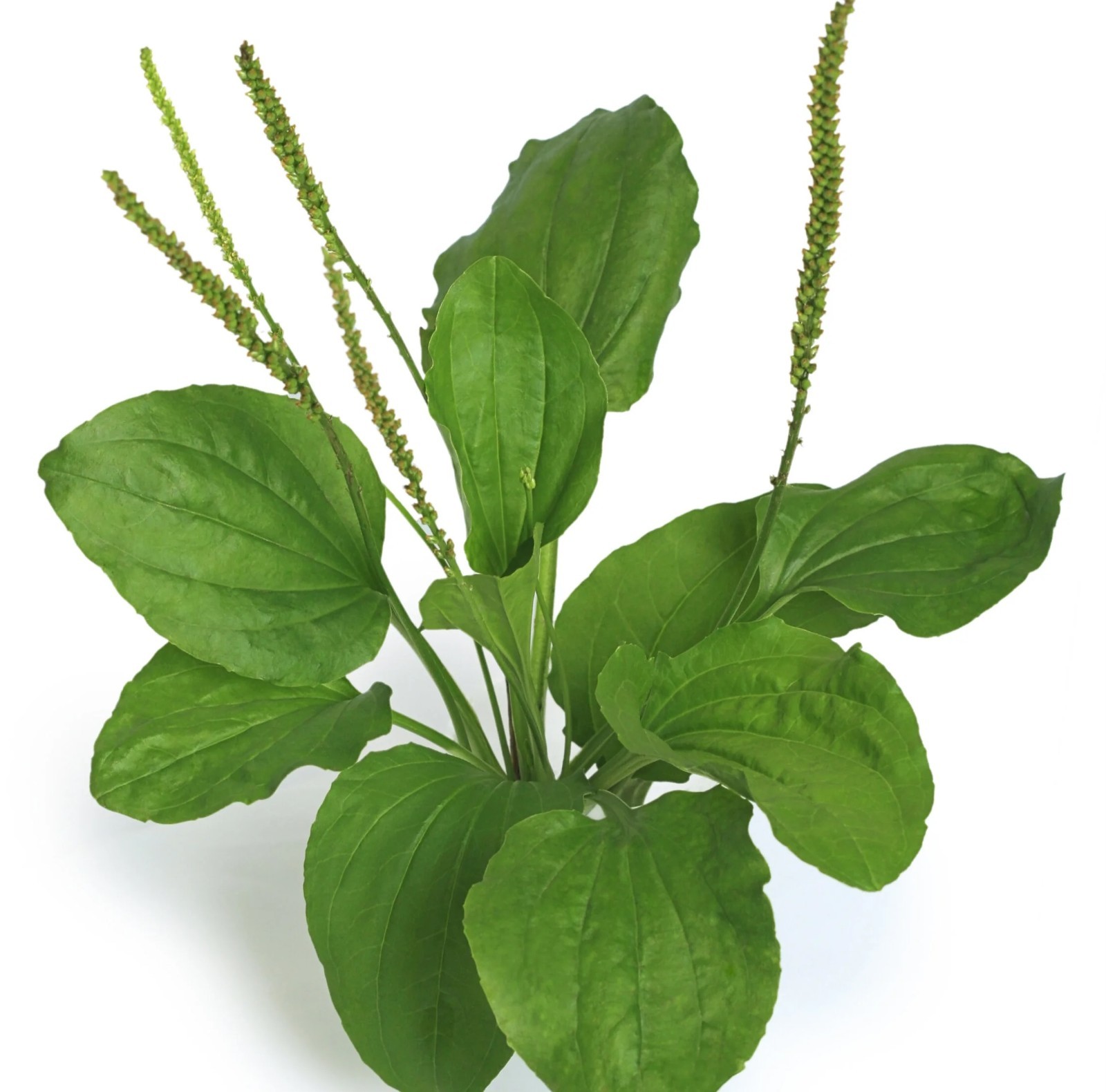 500+ Broadleaf Plantain Seeds (Plantago major) , FREE SHIPPING