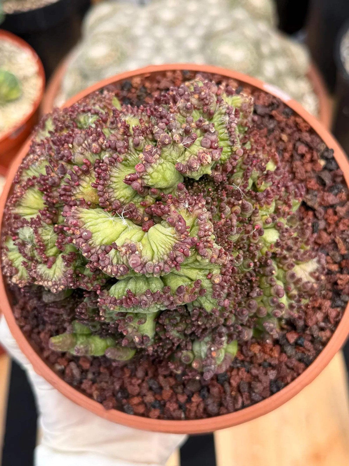 Crested Mammillaria bocasana cv. Fred | Rare Collector Cactus | Unique Live Succ