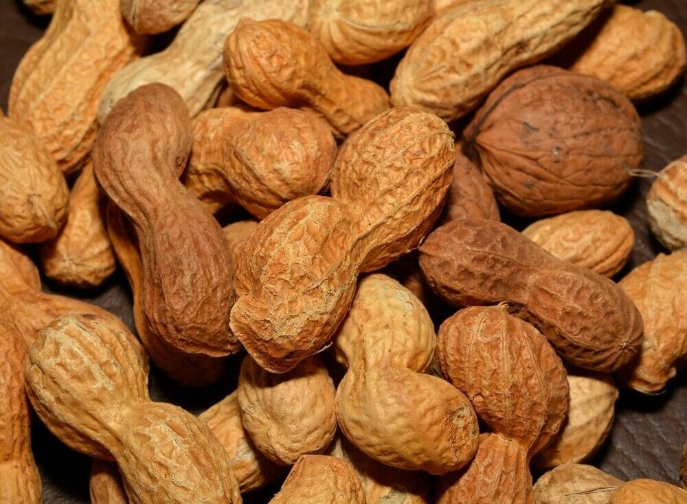 Peanut Seed: Georgia Peanut Seeds 30+ Seeds Fresh Seed