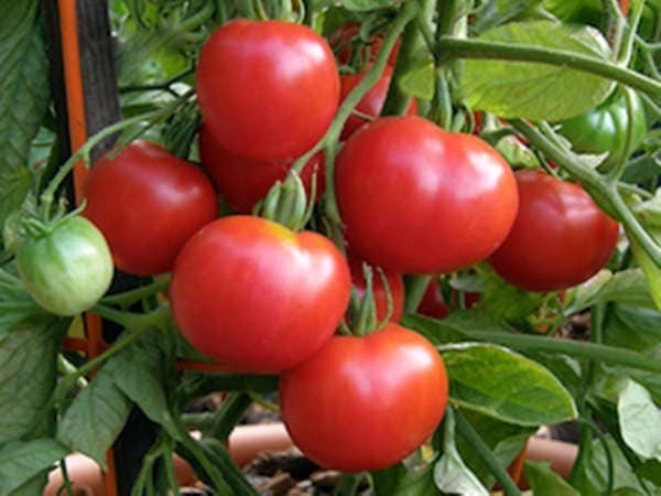 Polar Star, Tomato