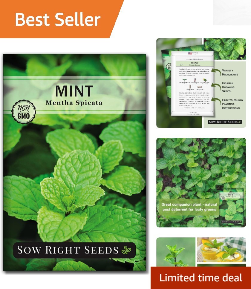 Grow Your Own Tea with Non-GMO Heirloom Mint Seeds – Ideal for Indoor or Outdoor