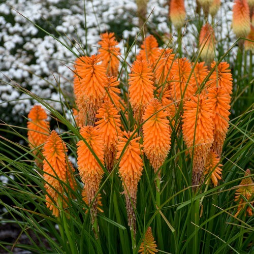 25 Orange Blazer Torch Lily Hot Poker Flower Seeds Perennial Seed 851 US SELLER