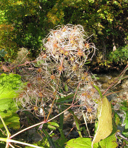 Clematis stans | Asian Clematis | Kusabotan | 5 Seeds