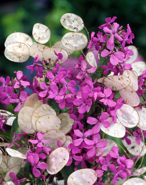 100 Silver Dollar Money Plant Seeds. Organic. USA Seeds. Ships free