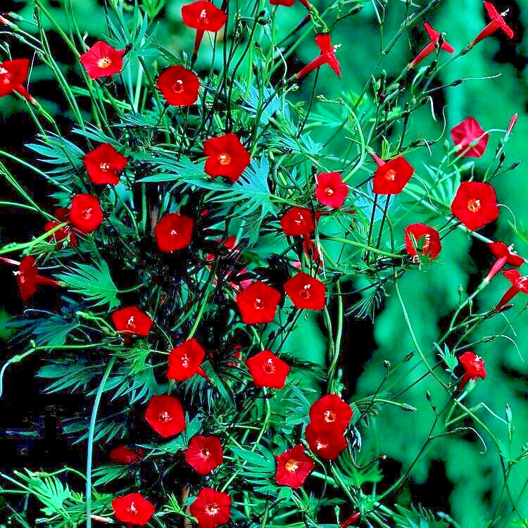 20 STAR GLORY SEEDS Cardinal Creeper Vine Flower Plant Butterflies Hummingbirds