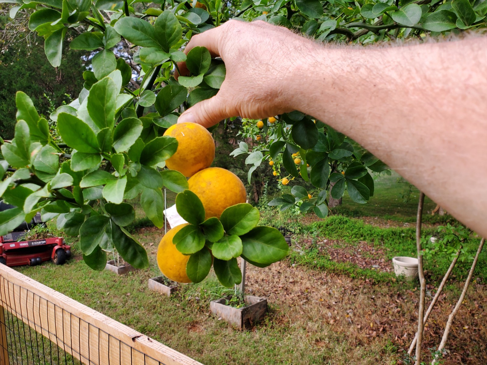 CLEARANCE SALE!! Poncirus Trifoliata Hardy Orange SEEDS 100+ Grow For Grafting🍊