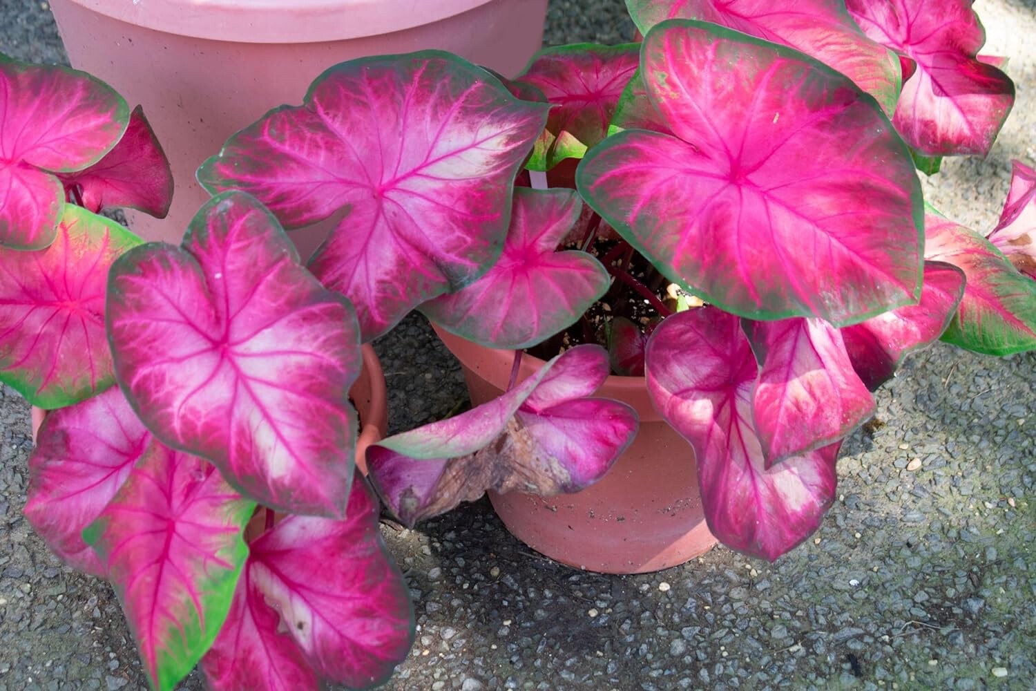 6 Rosebud Caladium Bulbs for Planting – Perennial Hosta, Elephant Ears